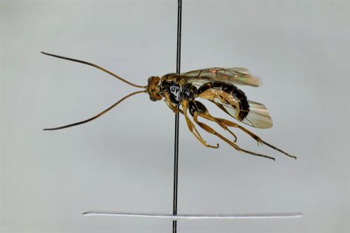 Euceros kiushuensis