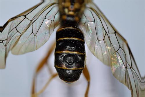 Euceros kiushuensis