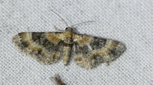 Réf. 269 400 : Eupithecia linariata