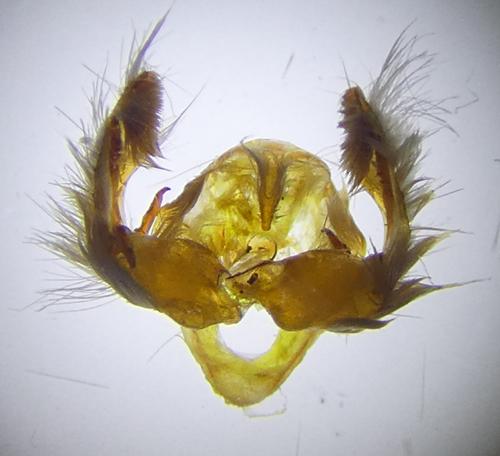 Réf. 269 535 : Polymixis argillaceago