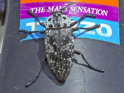 Réf. 269 977 : Capnodis cariosa