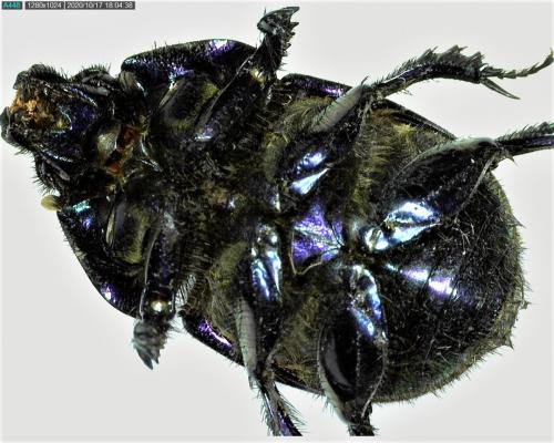 Réf. 269 037 : Geotrupes spiniger
