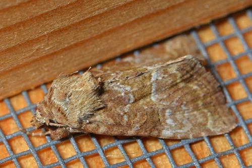 Mesoligia furuncula