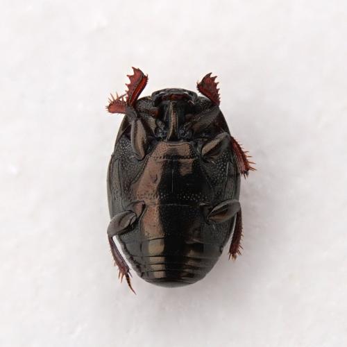 Chalcionellus sp.