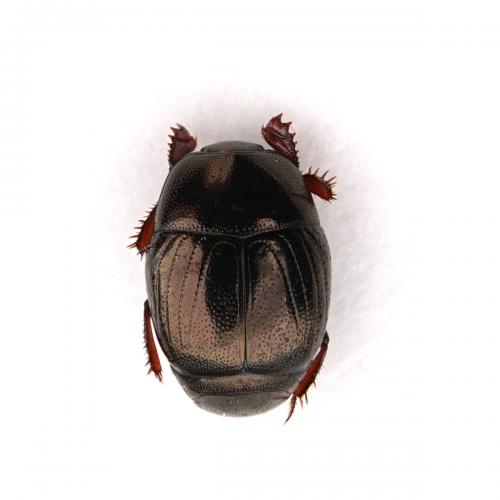 Chalcionellus sp.