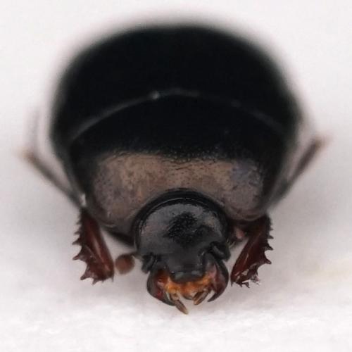 Chalcionellus sp.