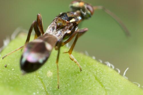 Anastatus catalonicus