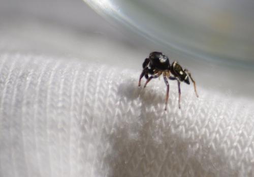Heliophanus apiatus