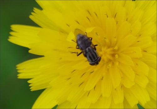 Stomorhina lunata