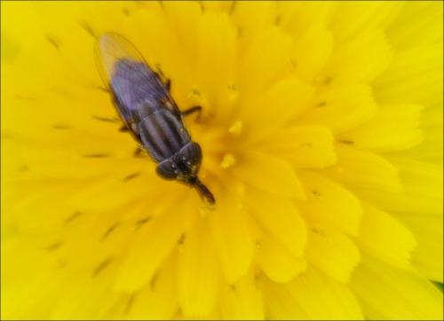 Réf. 269 110 : Stomorhina lunata