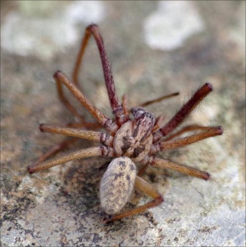 Eratigena saeva