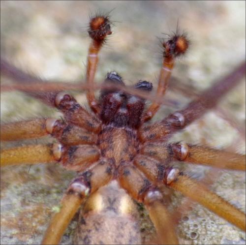 Eratigena saeva