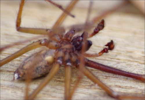 Eratigena saeva