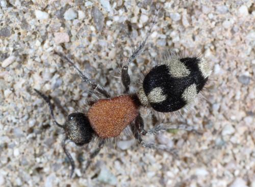 Dasylabris maura