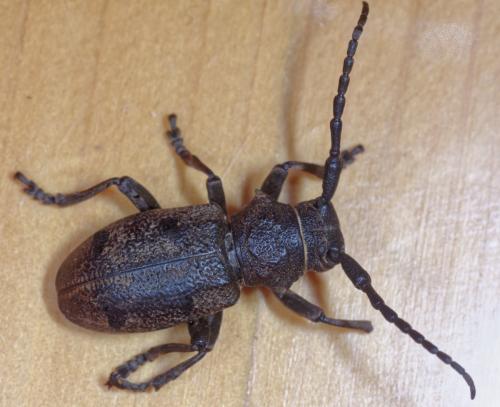 Herophila tristis