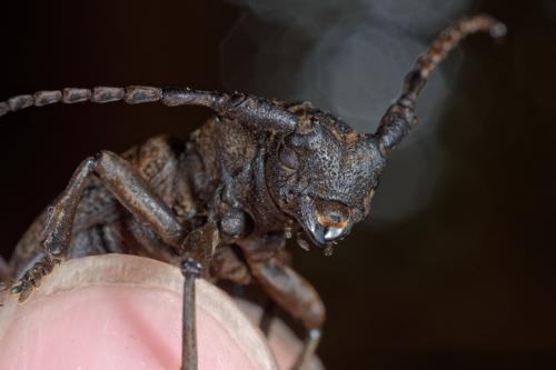 Herophila tristis