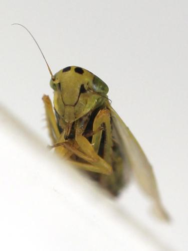 Réf. 269 504 : Cicadula (persimilis-quadrinotata)