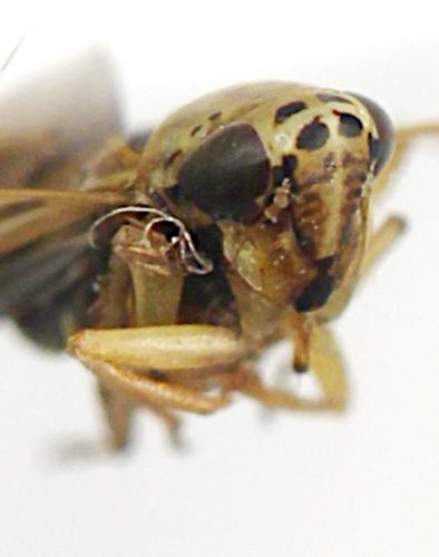Réf. 269 507 : Lamprotettix nitidulus
