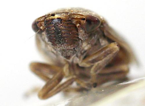 Philaenus spumarius