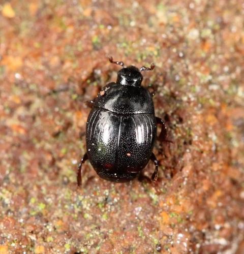 Gnathoncus nannetensis