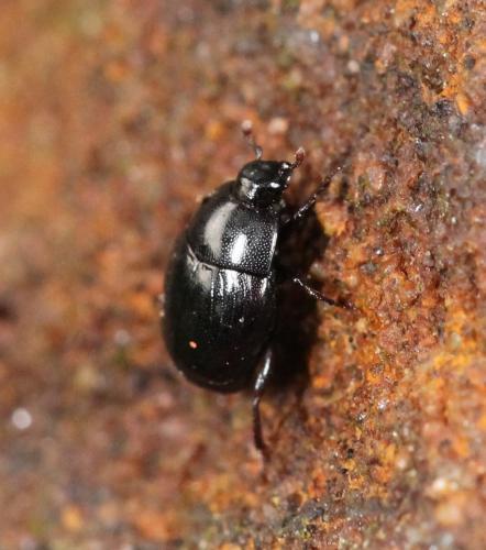 Réf. 269 353 : Gnathoncus nannetensis