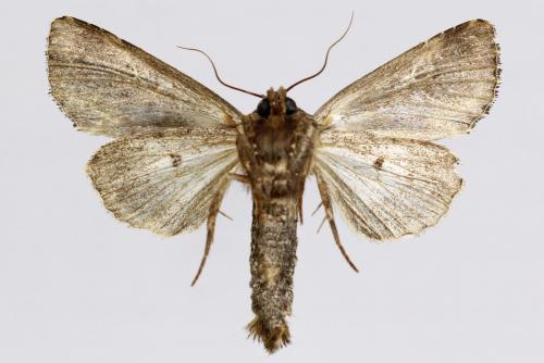 Réf. 269 117 : Trachea atriplicis