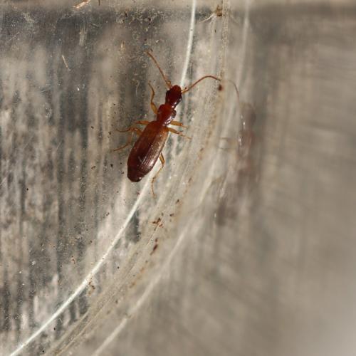 Réf. 269 349 : Paradromius linearis