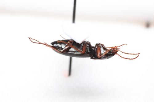 Calathus erratus