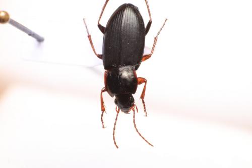 Calathus erratus