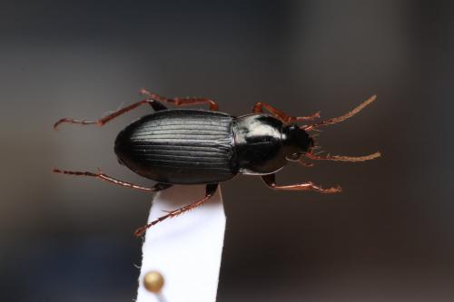 Calathus erratus