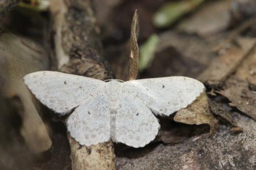 Réf. 269 691 : Scopula marginepunctata