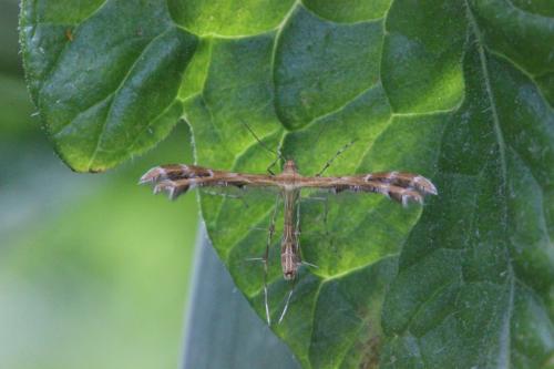 Réf. 269 477 : Oxyptilus sp.