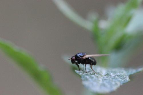 Réf. 269 236 : Calliopum sp.