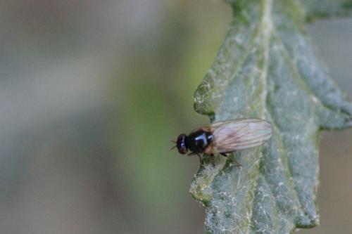 Réf. 269 237 : Calliopum sp.