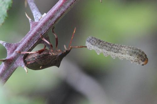 Réf. 269 582 : Macrophya sp.