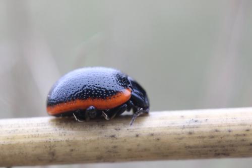 Réf. 269 010 : Chrysolina sanguinolenta