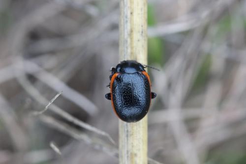 Réf. 269 011 : Chrysolina sanguinolenta