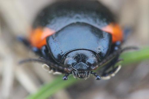 Réf. 269 012 : Chrysolina sanguinolenta