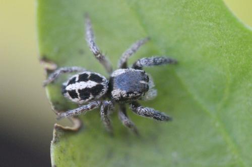 Pellenes sp.