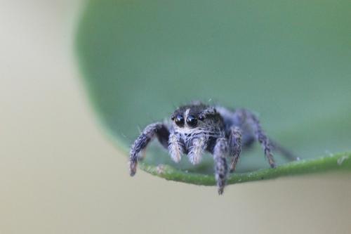 Pellenes sp.