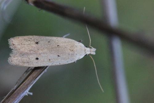 Réf. 269 058 : Nothris verbascella