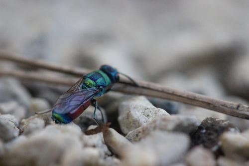 Chrysis sp.