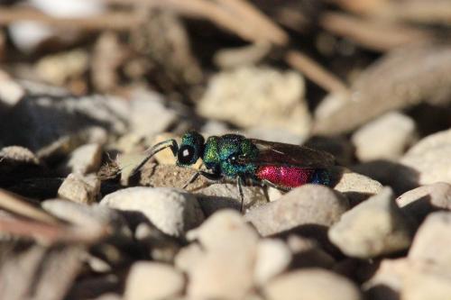 Réf. 269 211 : Chrysis sp.