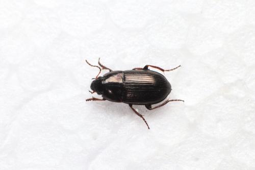 Réf. 269 873 : Amara convexior