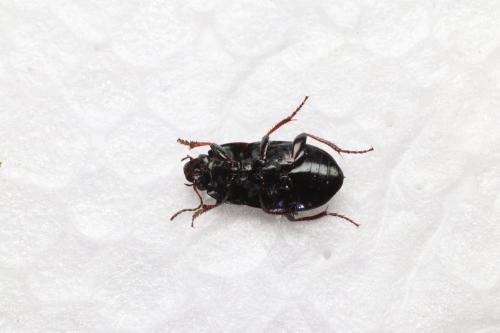 Réf. 269 872 : Amara convexior