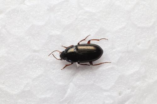 Amara communis