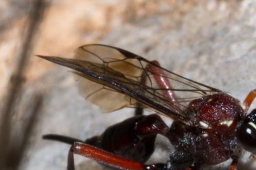 Cryptinae