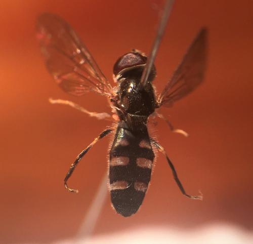 Réf. 269 199 : Platycheirus scutatus