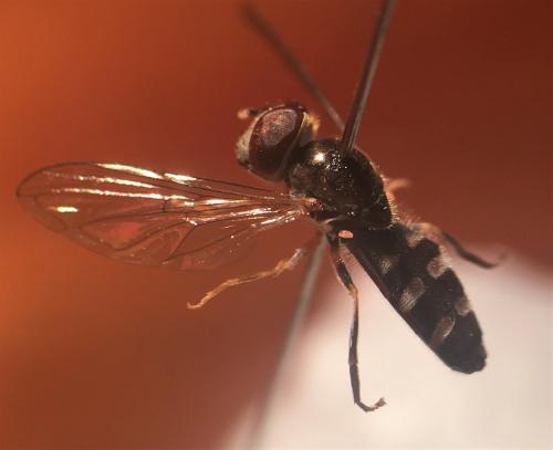 Réf. 269 200 : Platycheirus scutatus