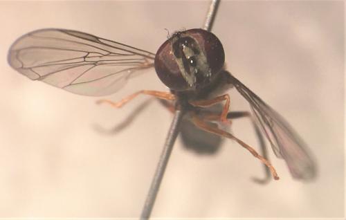 Réf. 269 201 : Platycheirus scutatus